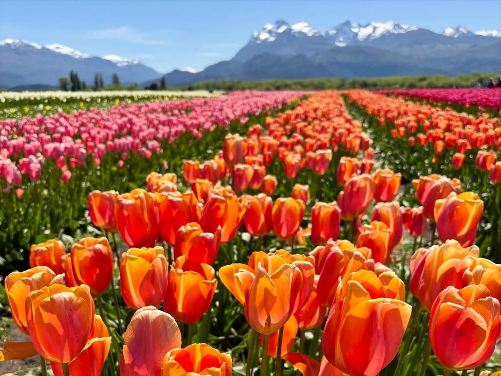 Treveli, tulipanes patagonia